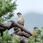 Passer montanus 樹麻雀