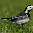 Pied Wagtail