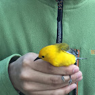 Prothonotary Warbler