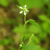 White Avens