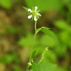 White Avens