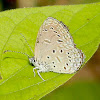 Tiny Grass Blue