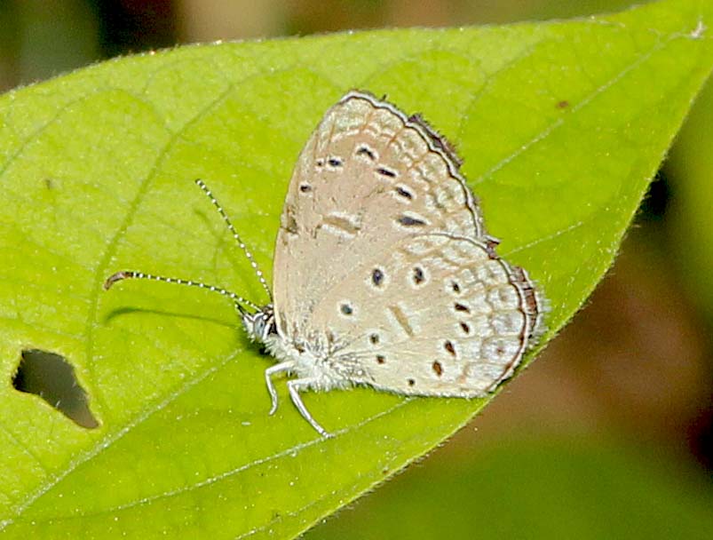 Tiny Grass Blue