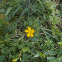 Creeping Buttercup