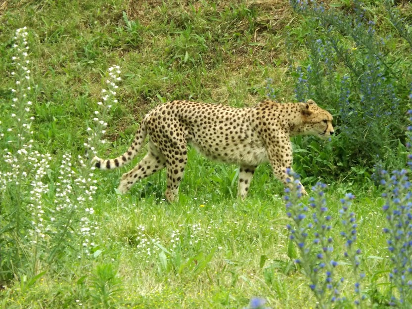 Guépard, Bioparc de Doué la Fontaine - (c) Hélène Simon, tous droits réservés