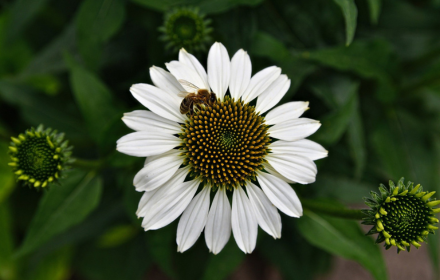 White flower small promo image