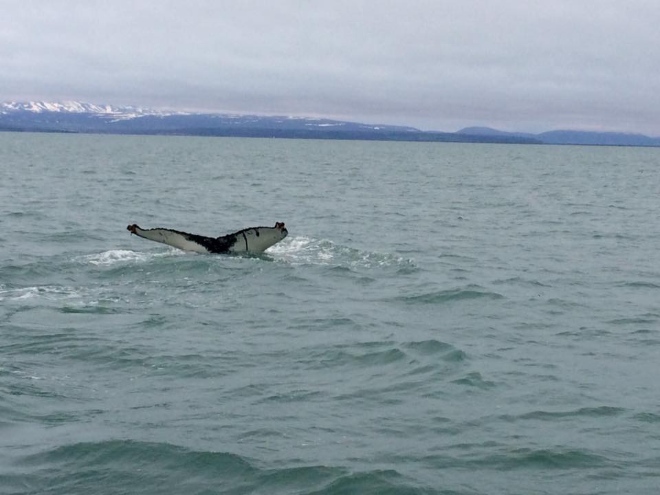 Humpback Whale