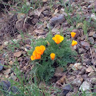 California poppy