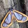 Hyalurga Moth