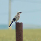 Great Grey Shrike