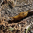 Banana Slug