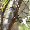 Horsfield’s Bronze-cuckoo