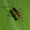 Stilt-legged Fly