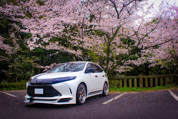 ハリアーの桜とコラボ・桜と愛車・桜に関するカスタム事例の投稿画像1枚目