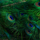 Peacock feathers