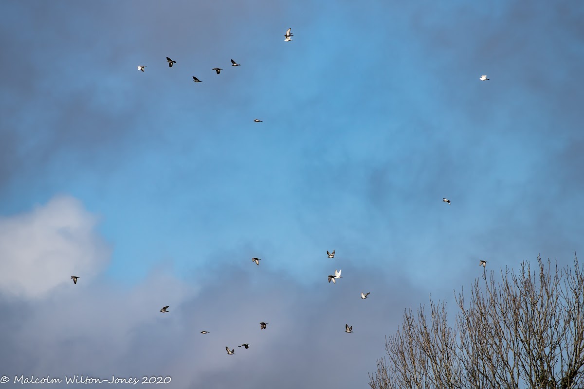 Feral Pigeon