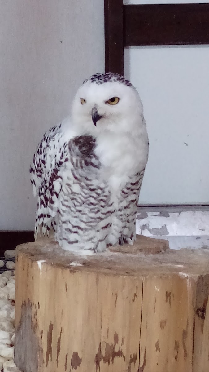 Snowy owl