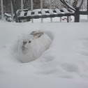 Snowshoe Hare