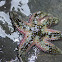 Rough Six-armed Sea Star