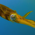 Bigfin Reef Squid