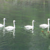 Trumpeter Swan