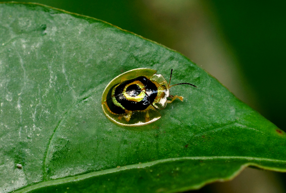 Target Tortoise Beetle