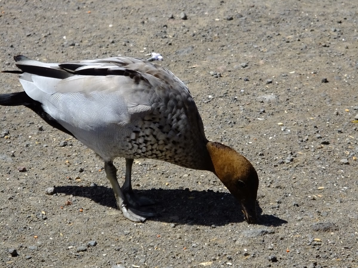 Australian wood duck