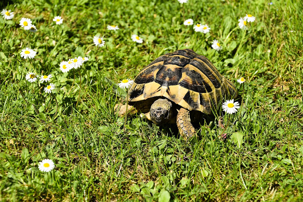 Risvegli d' Aprile di laura62