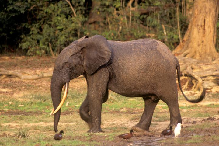 All of the elephant tusks found in the wreckage were from African forest elephants, Loxodonta cyclotis.