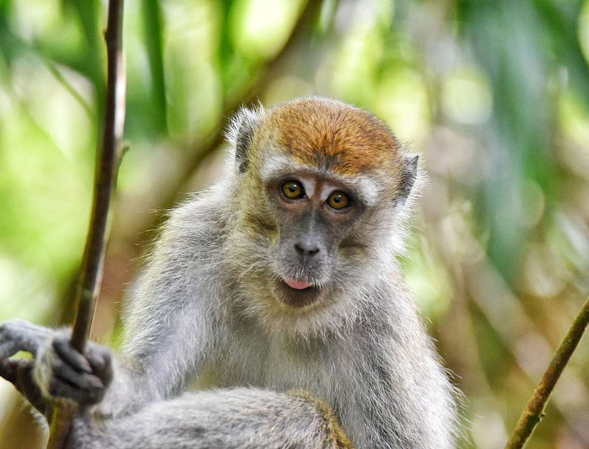 Crab Eating Macaque