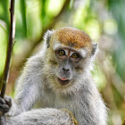 Crab Eating Macaque