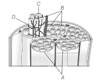 Red and White Skeletal Muscle Fibres