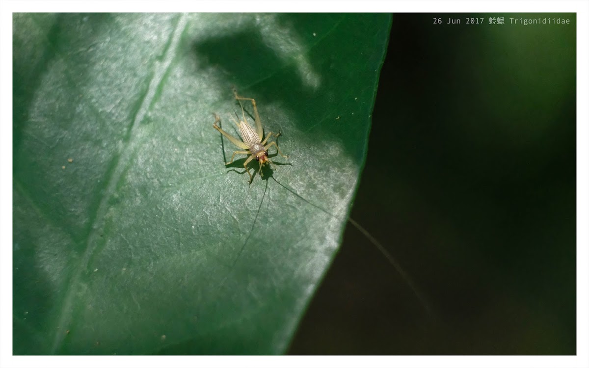 Trigonidiidae  蛉蟋