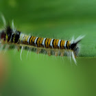 caterpillar