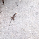 Brown Anole