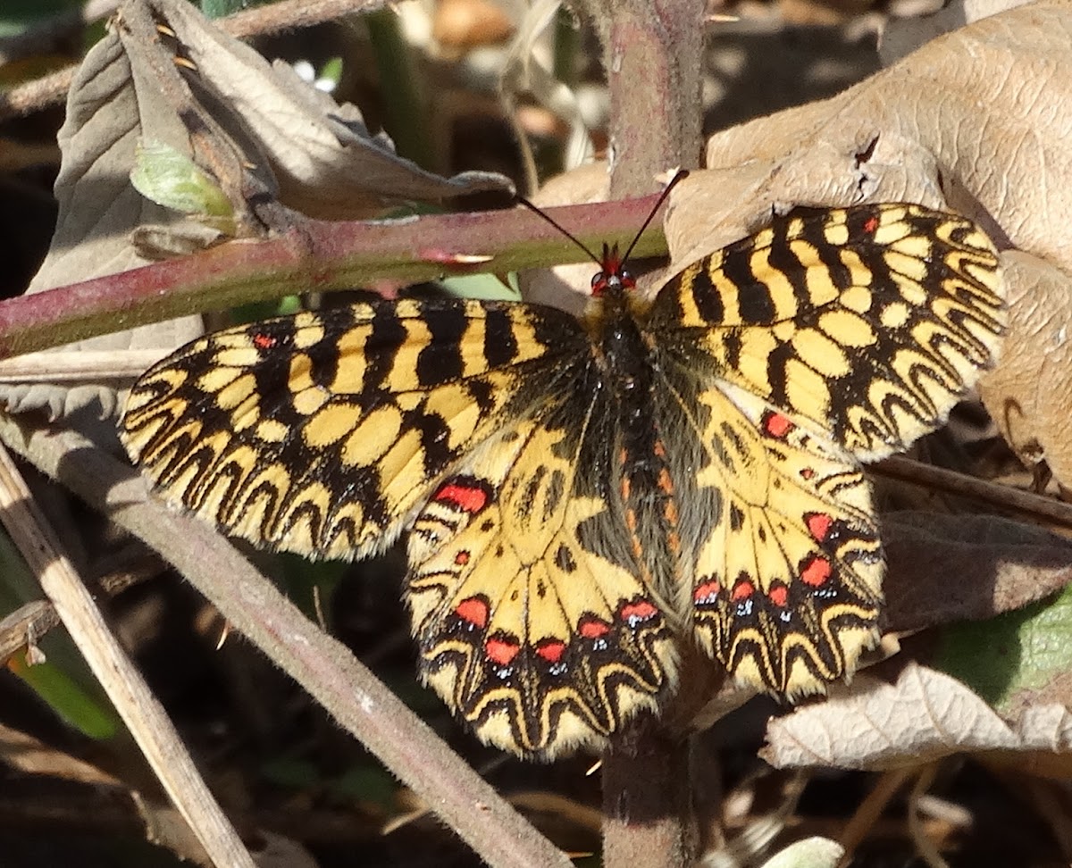 Southern Festoon