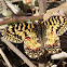 Southern Festoon