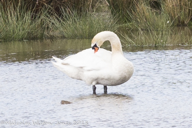 Mute Swan