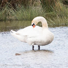 Mute Swan