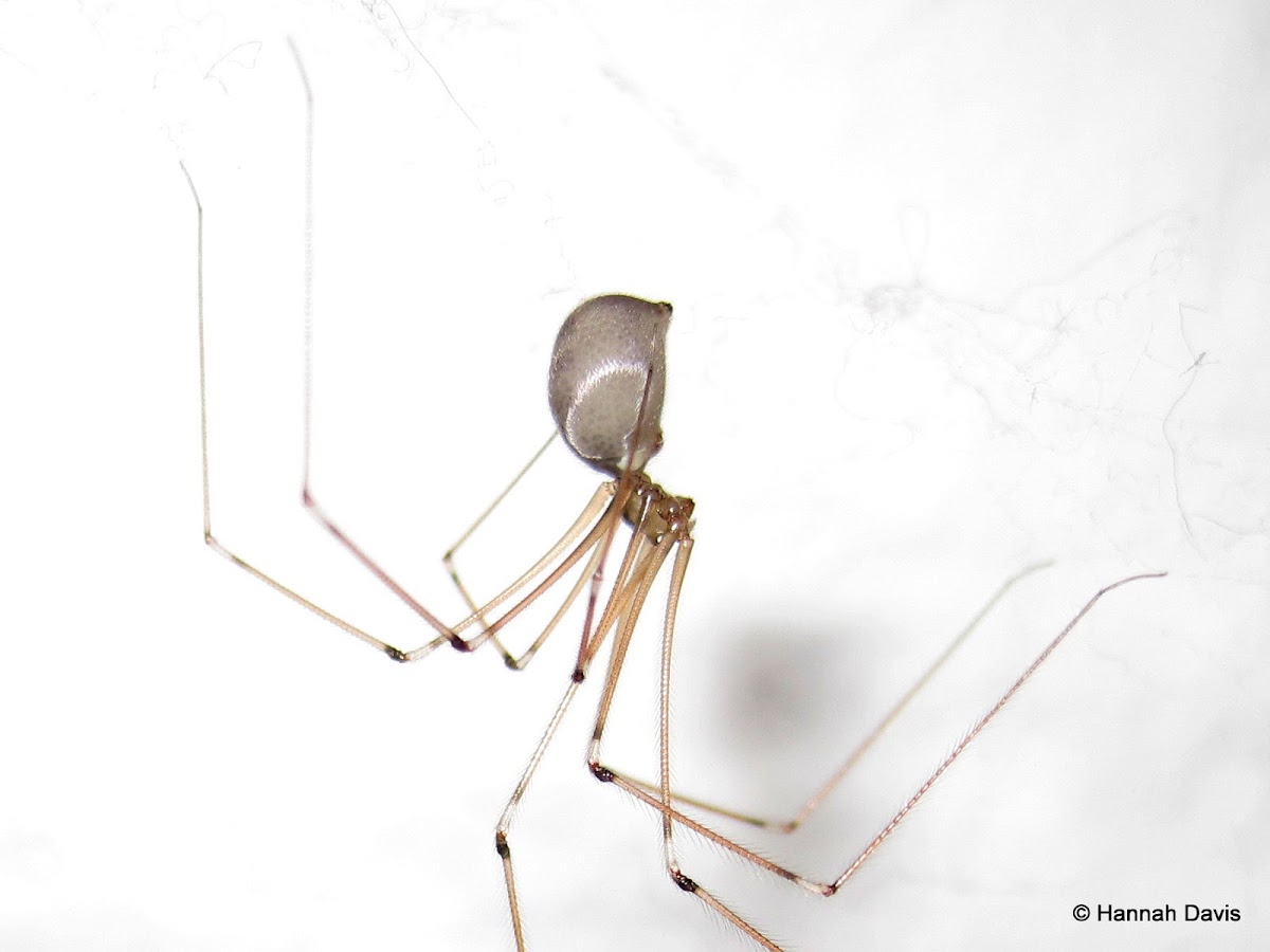 Cellar spider