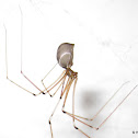 Cellar spider