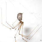 Cellar spider