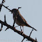 Subalpine Warbler; Curruca Carrasqueña