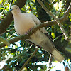 Eurasian collared dove