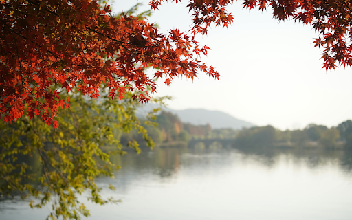 red maple screenshot 1