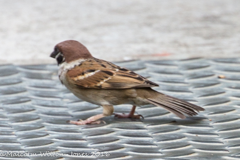 Tree Sparrow