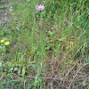 Common Salsify