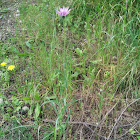 Common Salsify