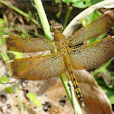 Straight-edge Red Parasol