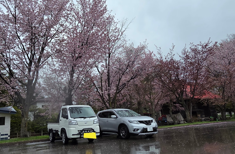 エクストレイルのオホーツクも。桜🌸満開・桜🌸コラボ・ハイゼットトラックに関するカスタム事例の投稿画像2枚目